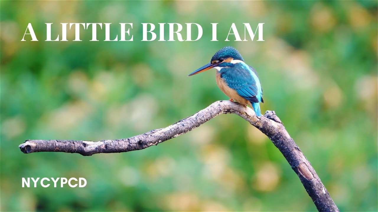 A Little Bird I Am