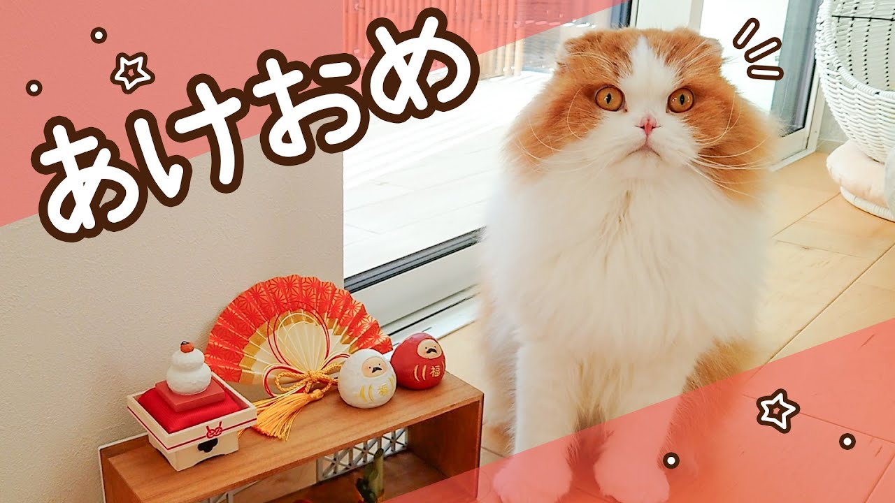2026年元旦から膝を占領する猫