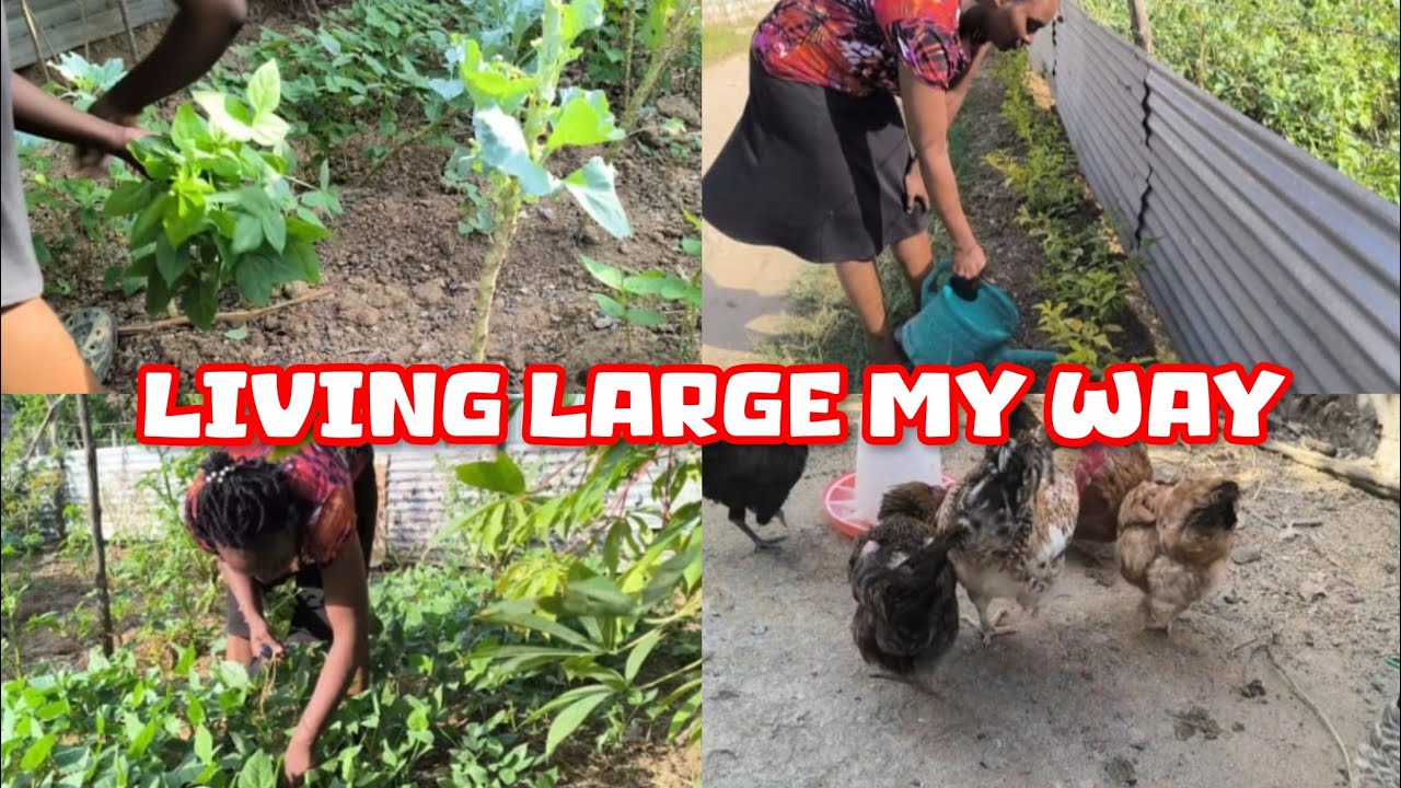 The largest vegetable harvest ever 