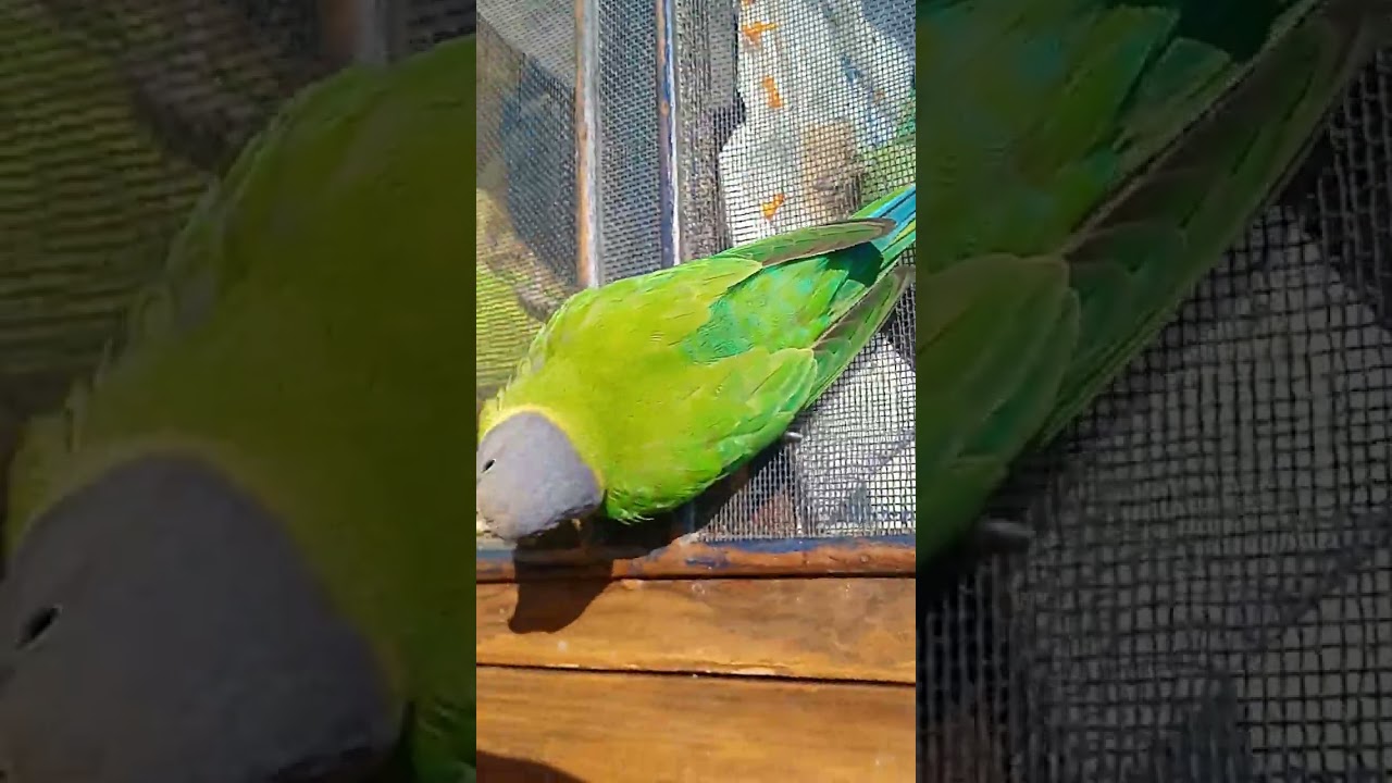Camera dekhkar mitthu ne kiya mujhe per attack🐦🥋