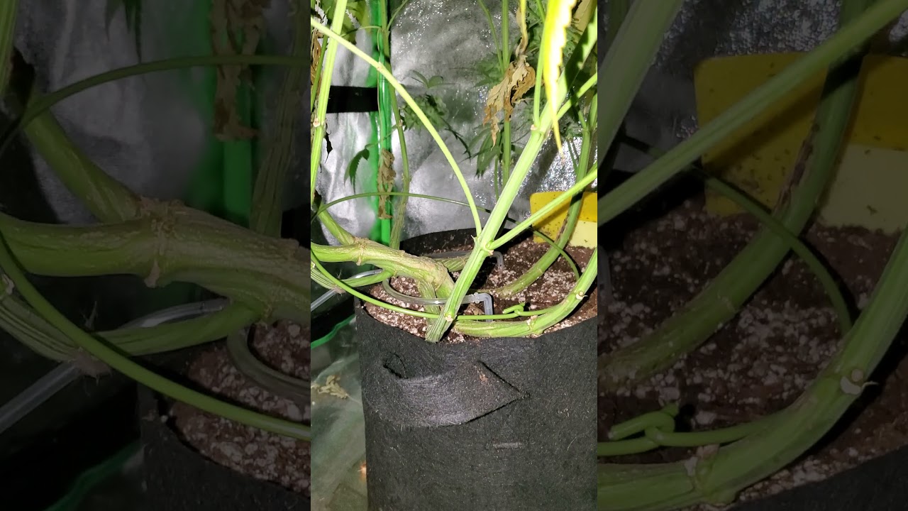 harvesting pure kush buds the size of your leg!