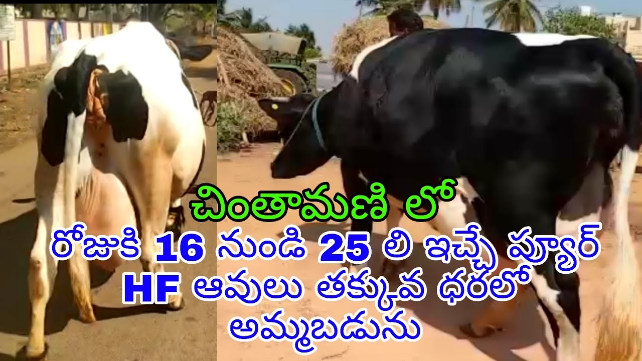 Jersey and pure HF cows price in Chintamani 8660321238