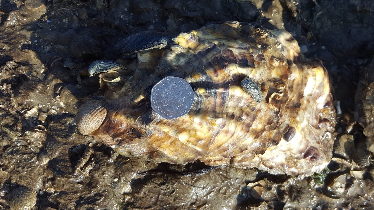 Coastal foraging in the Thames Estuary.