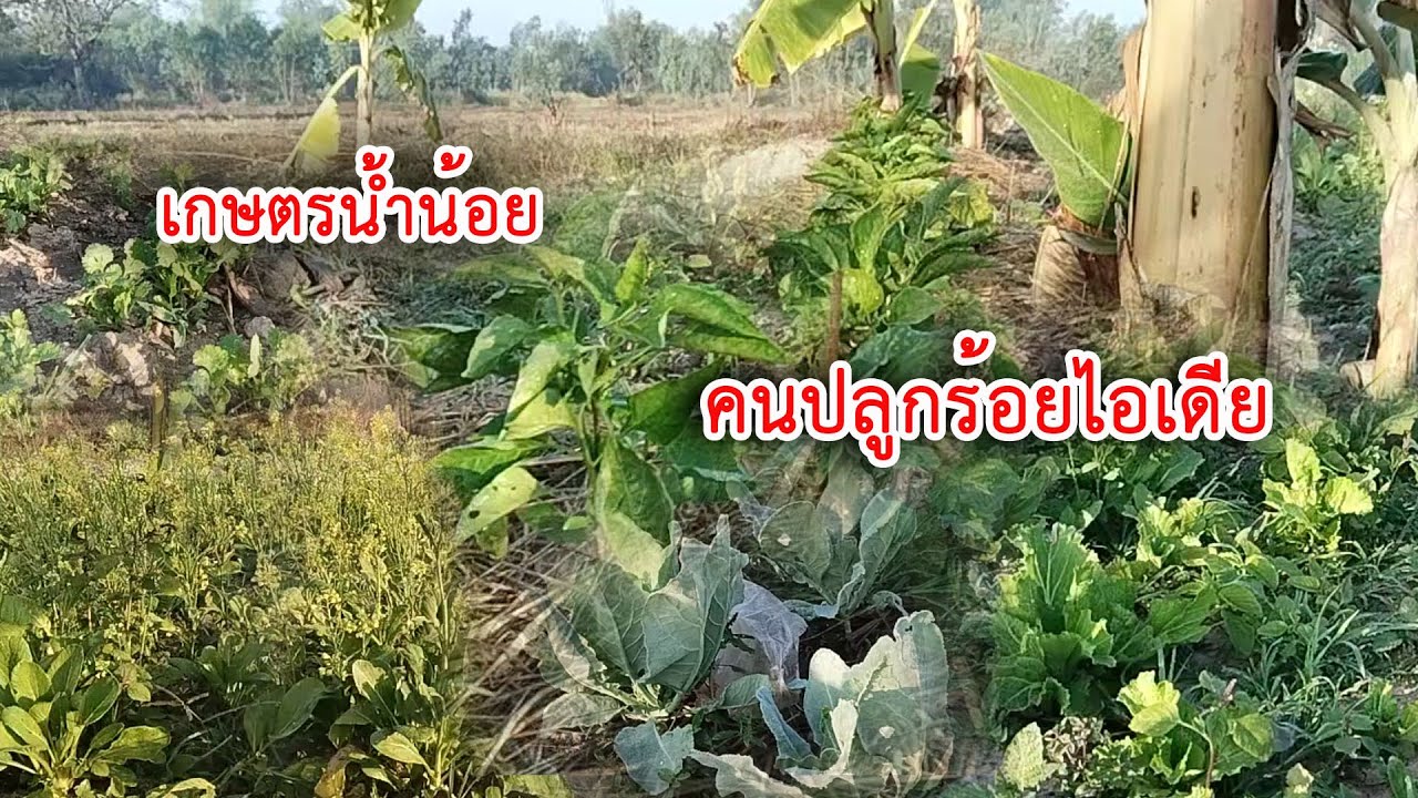 สุดยอดไอเดียเกษตรพอเพียงทำไมต้องลงทุนเยอะ #เกษตรผสมผสาน #เกษตรอินทรีย์ #บ่าวเเขกพาชมสวน