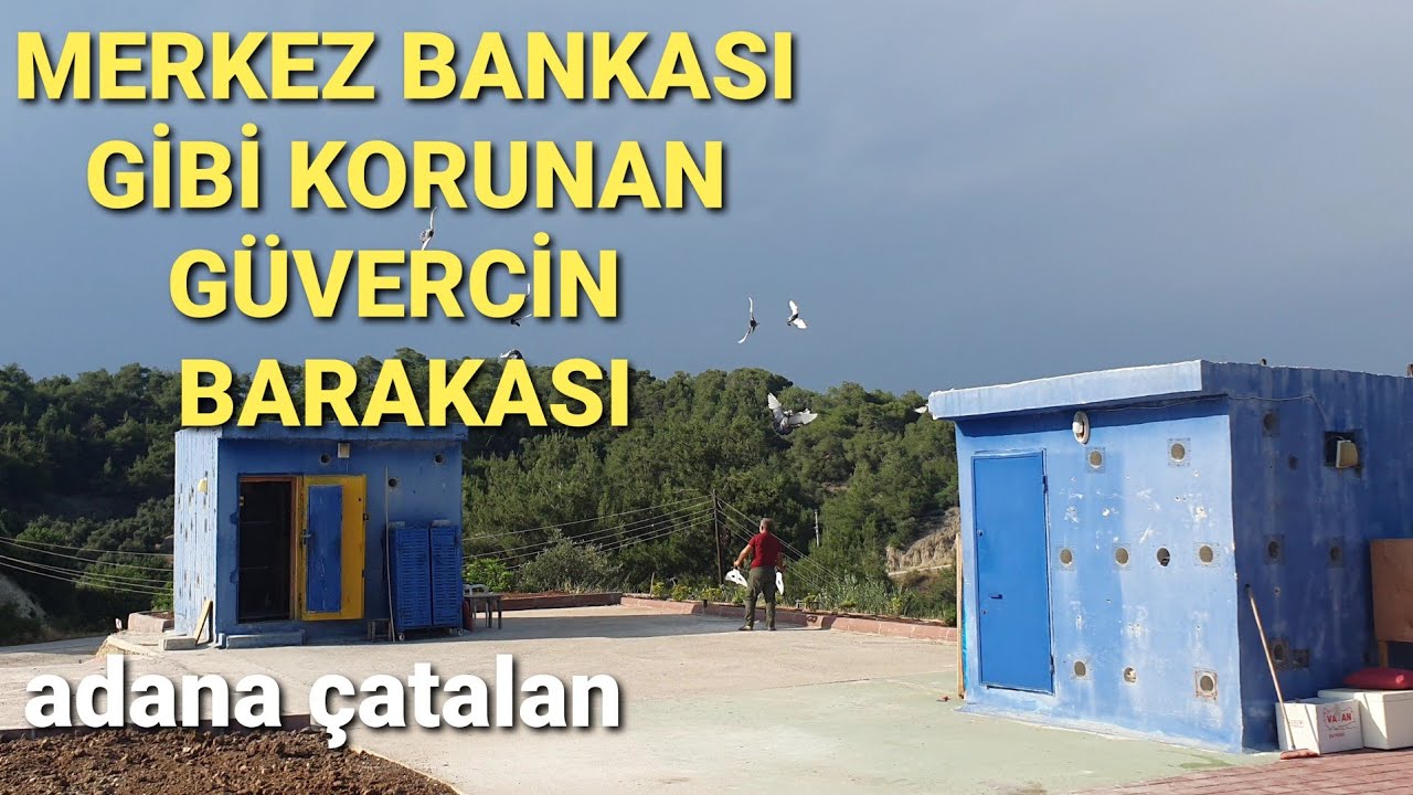 80 TONLUK ÖZEL SİSTEMLİ ADANA GÜVERCİNLERİ BARAKASI.HÜSEYİN GÖK