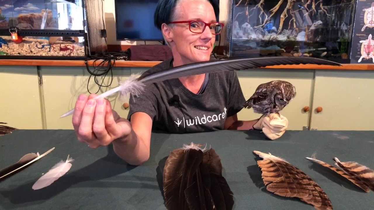 Learn About Feathers with Trill the Western Screech Owl