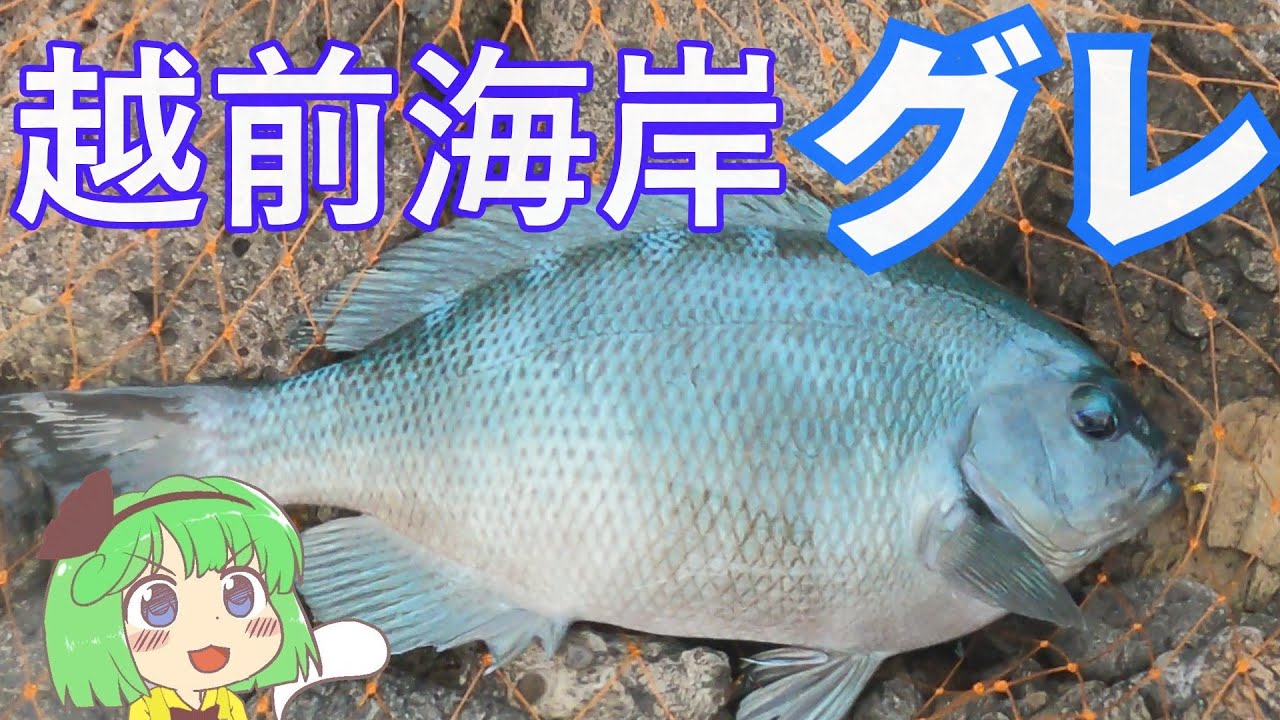 【福井県】緑みょん妖夢　越前海岸　地磯　フカセ釣り【ゆっくり料理】【ゆっくり実況】#48
