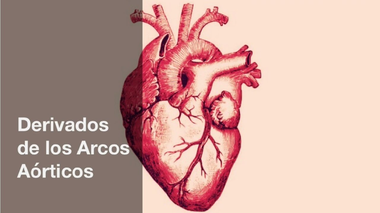 Derivados de los Arcos Aórticos