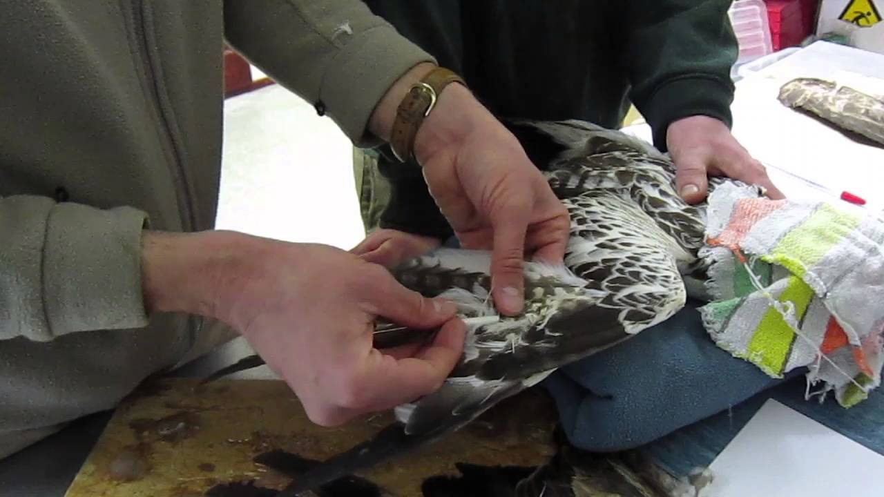 Imping a Buzzard in the National Bird of Prey Hospital