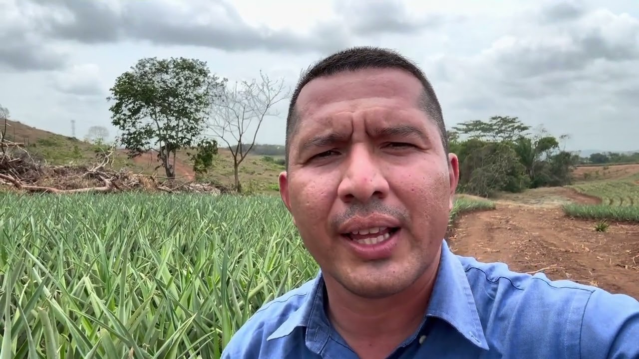 Aplicación de NPK Yara Mila Avansere en piña durante verano 2024