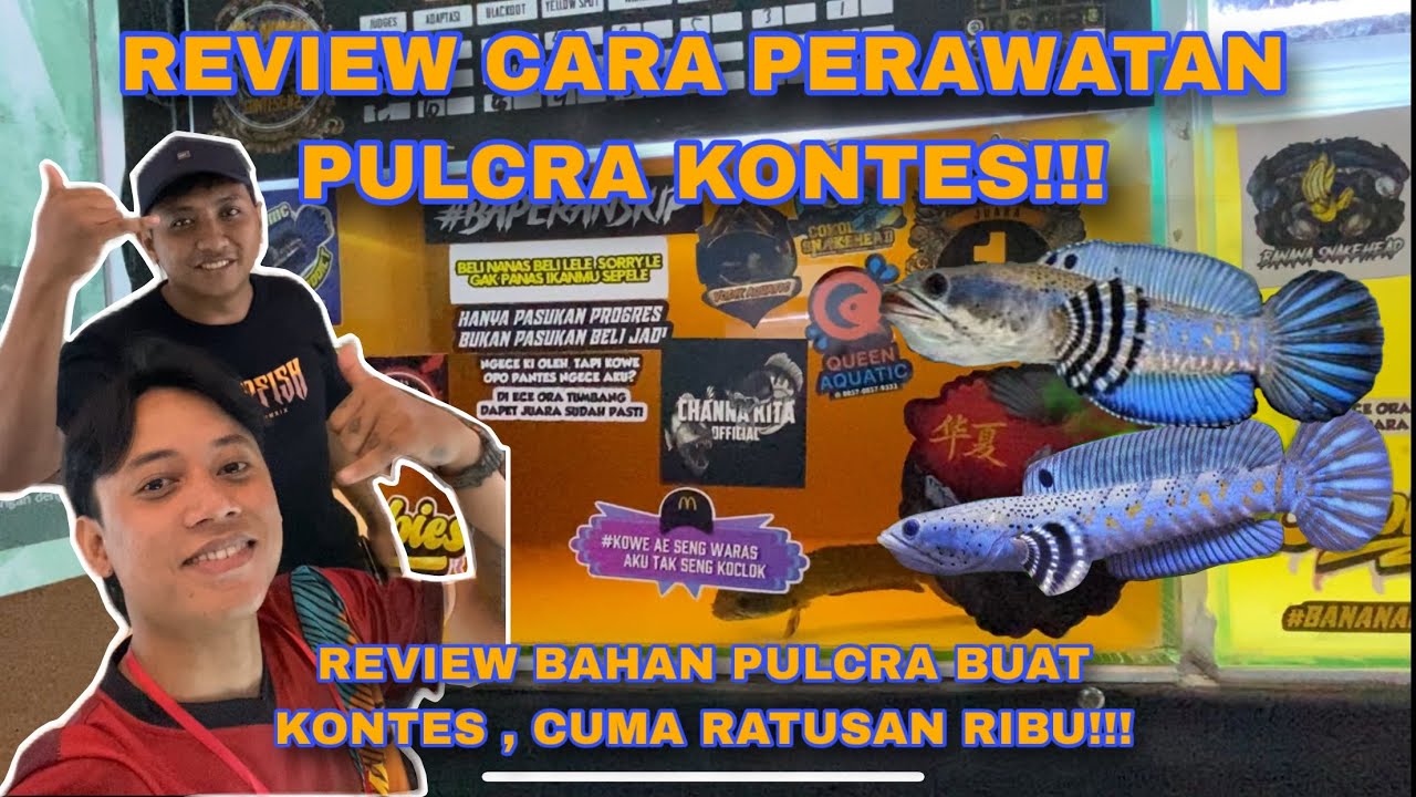 PROGRES PULCRA KONTES SANGAT MUDAH‼️DISINI CARI BAHAN KONTES PULCRA MURAH‼️