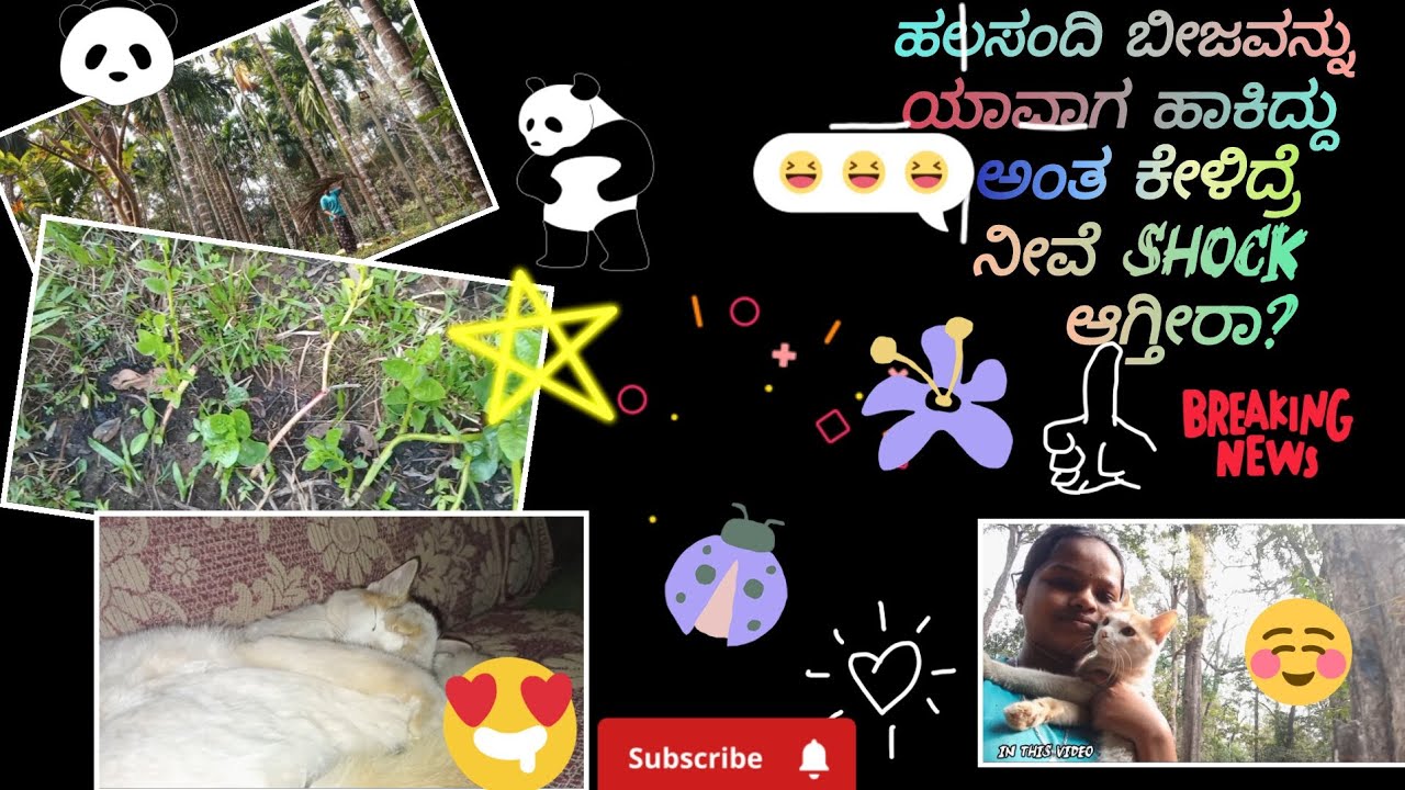 ಬಸಲೆ ಗಿಡಕ್ಕೆ ಗೊಬ್ಬರವನ್ನ ಹಾಕಲಾಯಿತು |#trending #kannadavlog #viralvideo #lifestyle #viralvideo 