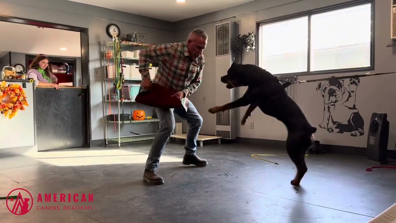 Opal the Rottweiler's first bite work session with Sean Miller