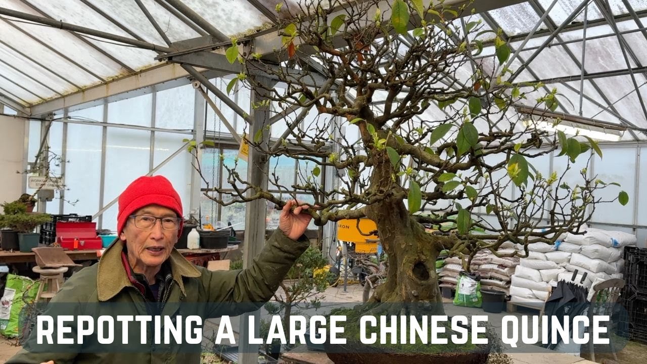 Repotting a Large Chinese Quince