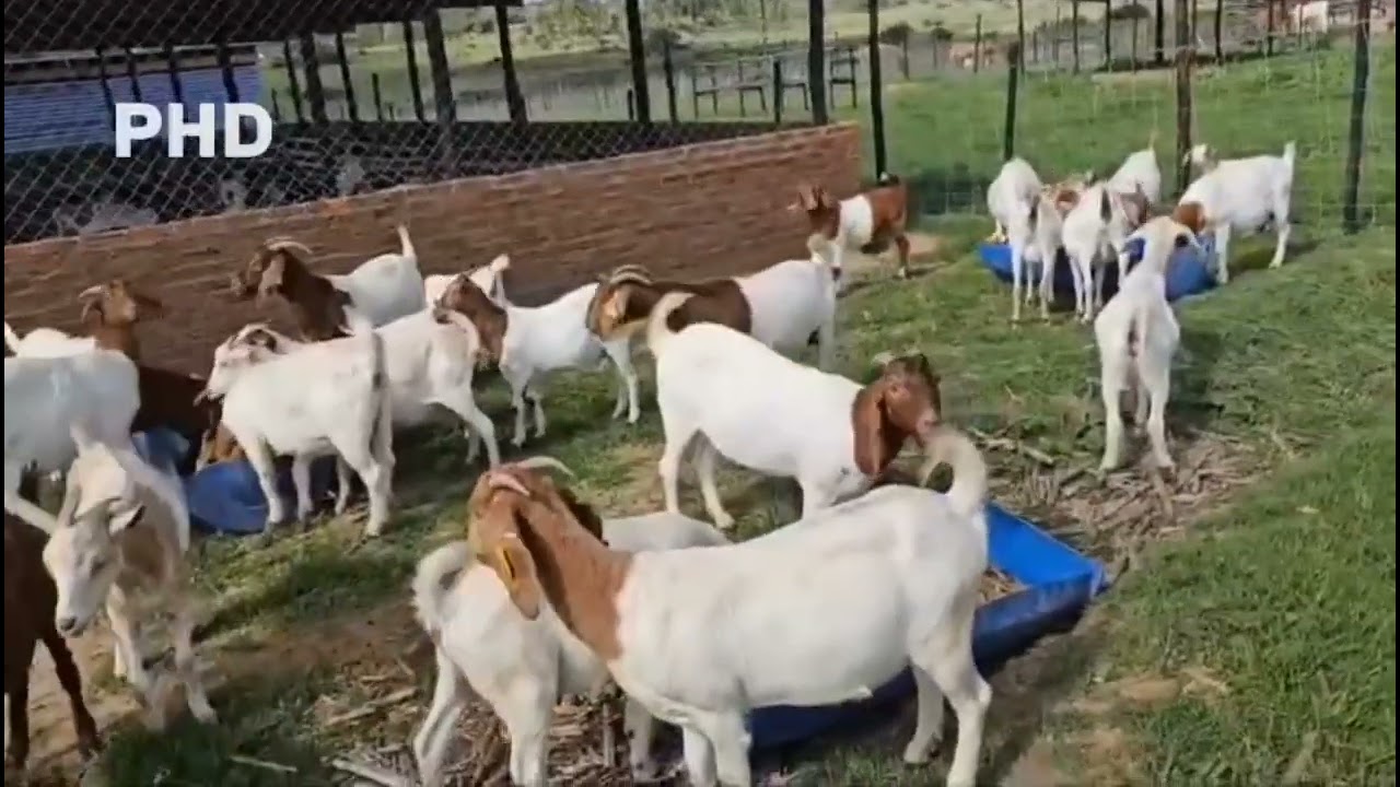 boer and red kalahari goats 🐐  part 2