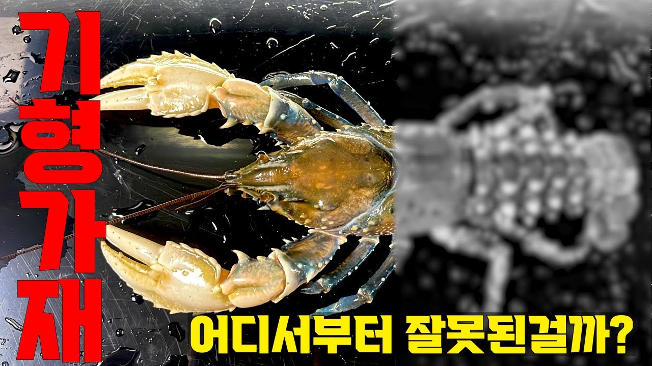 1500만원짜리 초희귀 기형 가재 어디서 부터 잘못되었을까