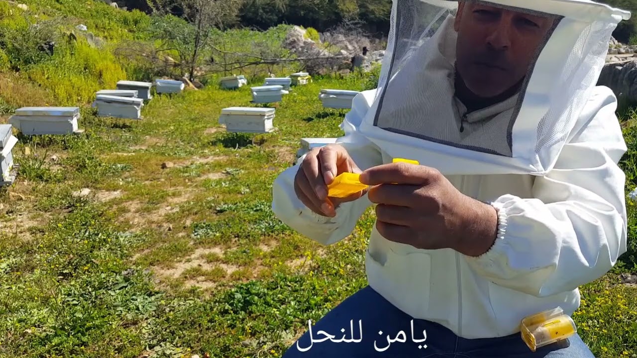 طريقة إدخال ملكة النحل العذراء  على خلية ميتمة بعد تعليمها .
