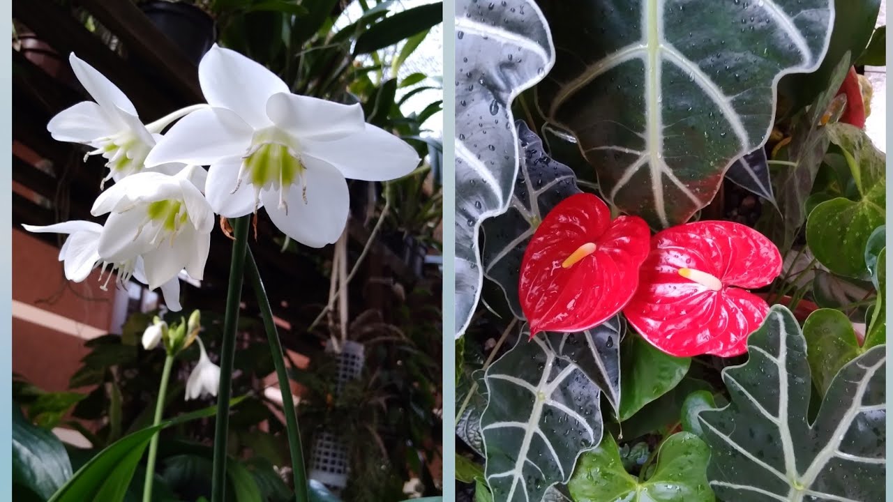 COMO CUIDAR DAS PLANTAS DE SOMBRA NO CALOR + COMPREI E GANHEI PLANTA + FLORA&Ccedil;&Otilde;ES