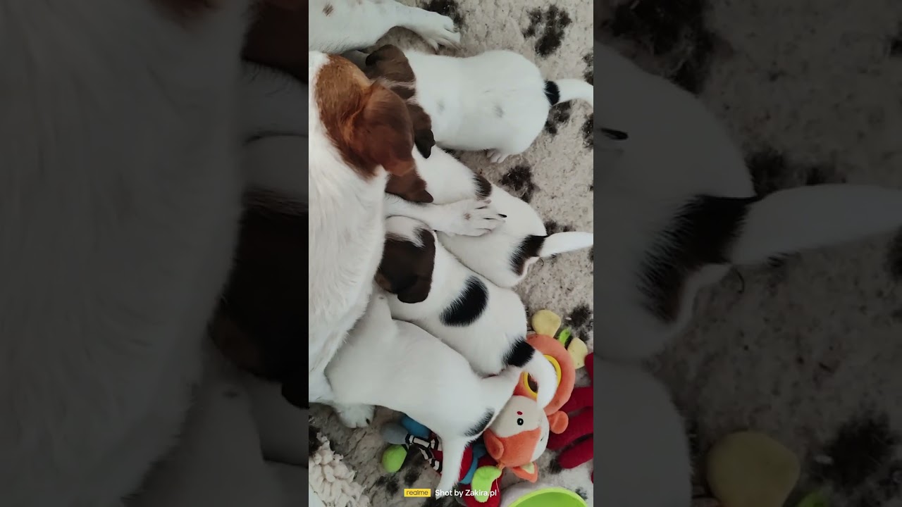 Miot X Jack Russell Terrier