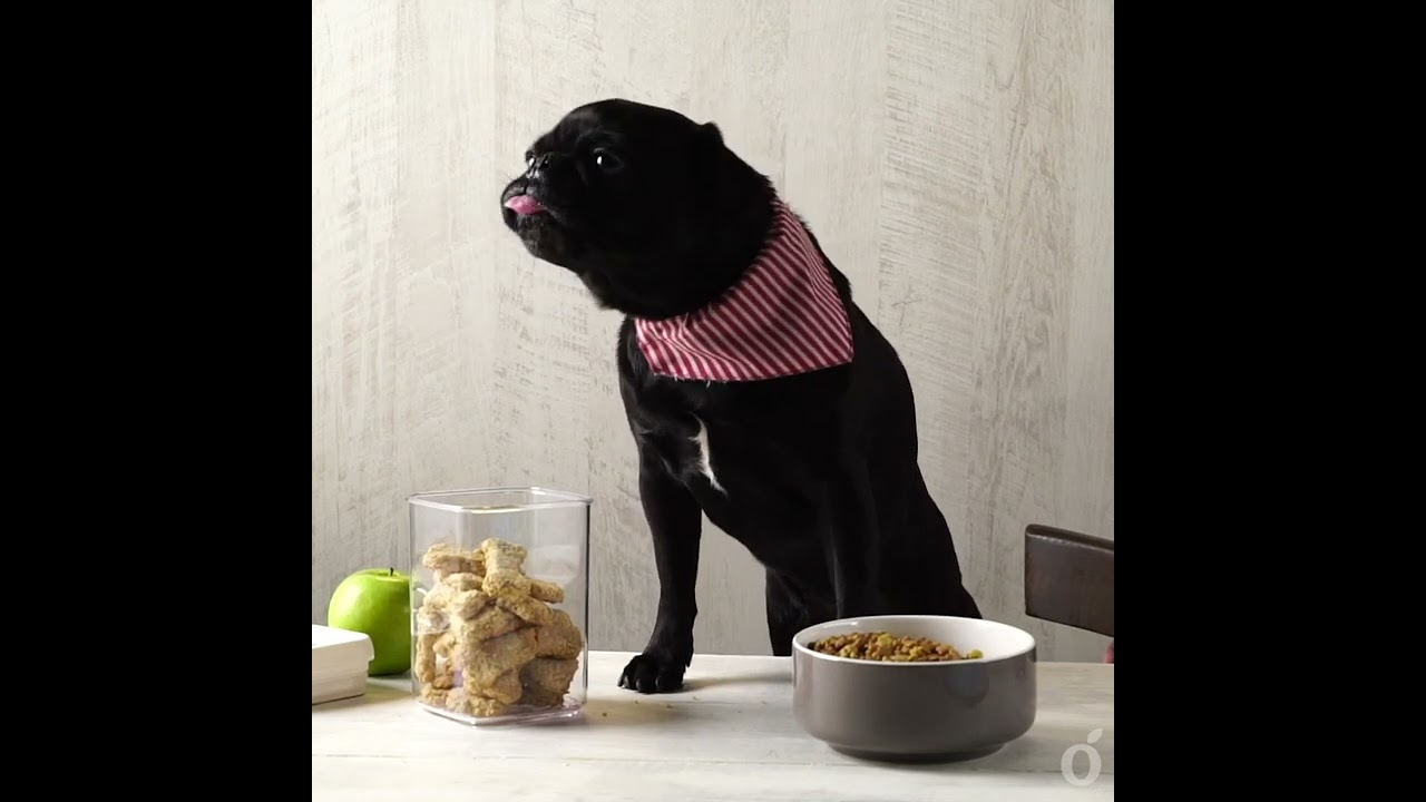Recetas de Comida Casera para Perros | kiwilimón recetas
