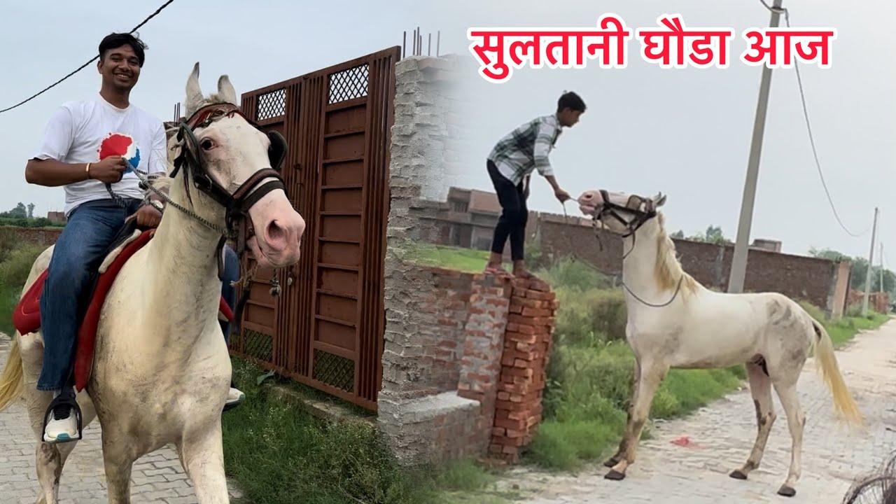 Pehli baar me hee chala diya ghoda #bullvlog #reaction #hours #vlog