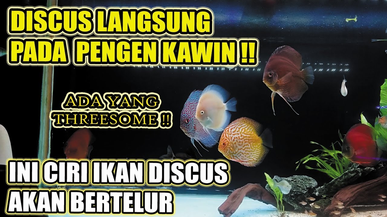 IKAN DISCUS LANGSUNG PADA GONAD SEMUA !! INI CIRI IKAN DISCUS AKAN BERTELUR, SIMAK TIPS NYA !!