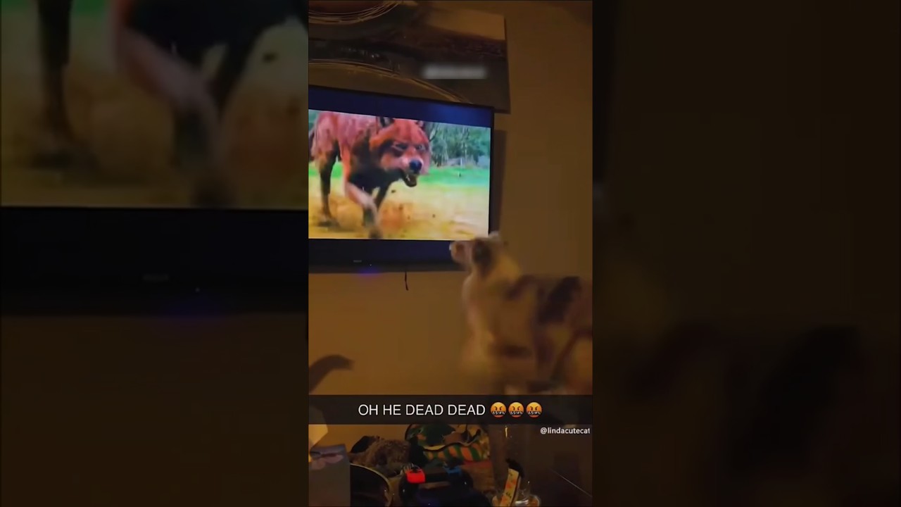 Dogs funny videos 🐕 #shorts