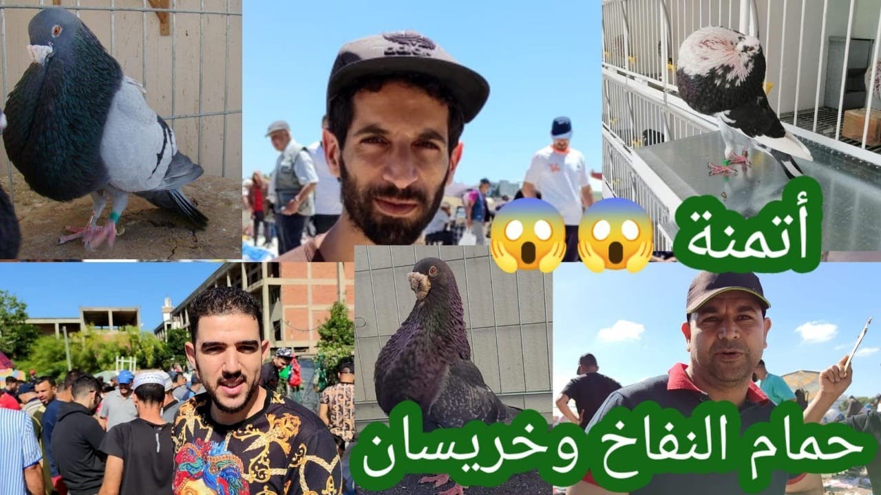 حمام النفاخ وحمام خيريسان🔥بأتمنة رائعة ومناسبة بسوق🕊️🐦🕊️🕊️طنجةpalomas de maroc de Tanger 💯💯🥰🥰