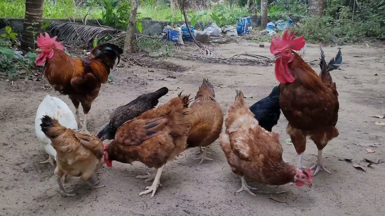 നമ്മുടെ വീട്ടിലെ കോഴികൾ