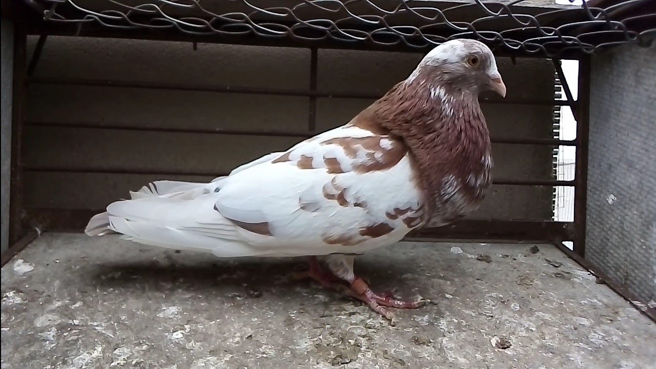 Otro fichaje para el equipo ❤️. palomos deportivos. cullera. Valencia