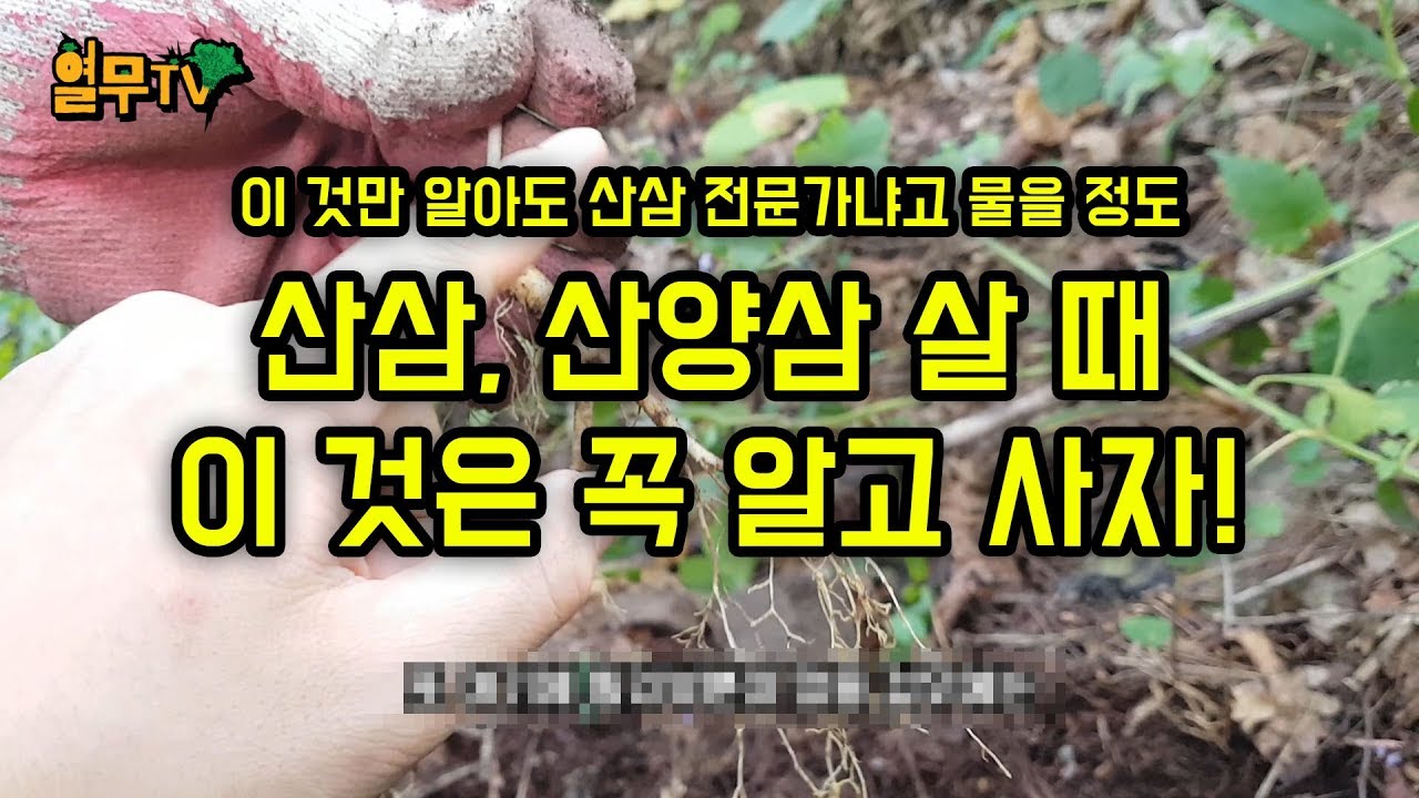 산삼, 산양삼 살 때 알아둬야 하는 상식과 팁