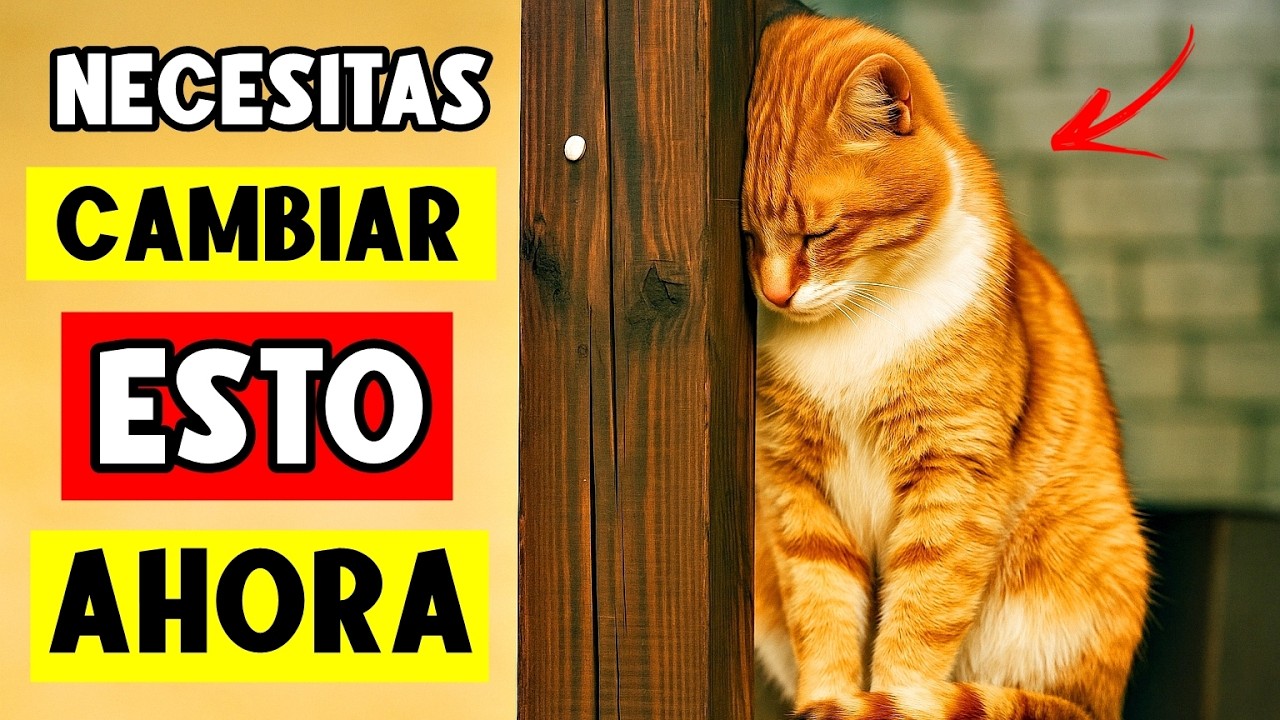 9 Cosas muy comunes, del día a día que perjudican la vida de tu gato (Por favor para)