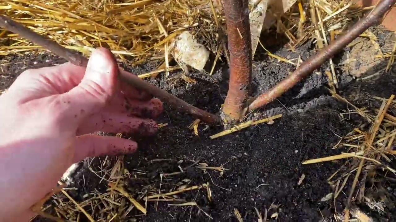 Spring 2023 uncoverring the figs!