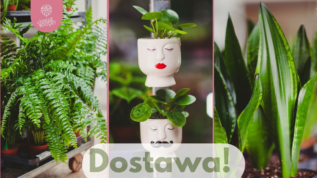 Zaczynamy sezon na poważnie!🌿Cudowne paprocie, sansewierie nie z tej ziemi i ogrom akcesoriów!