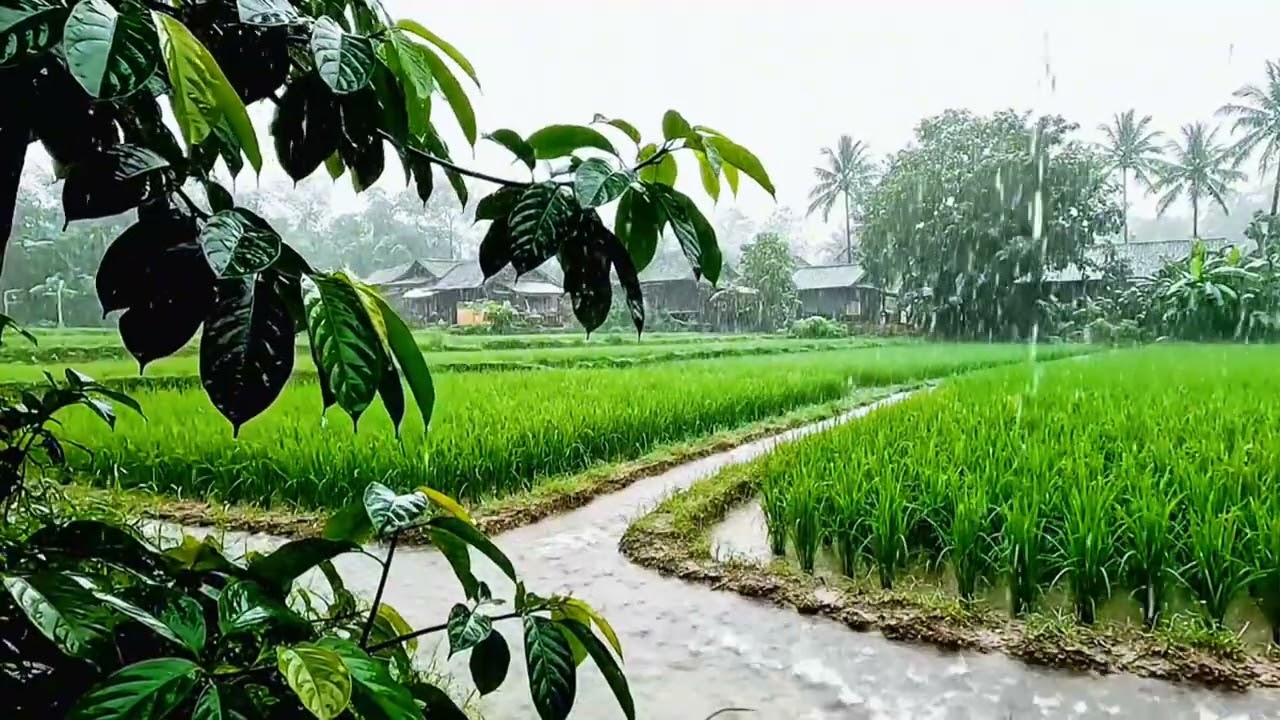 Heavy Rain in Rice Field for Instant Sleep | 100% Real Nature Rain Sounds for Insomnia