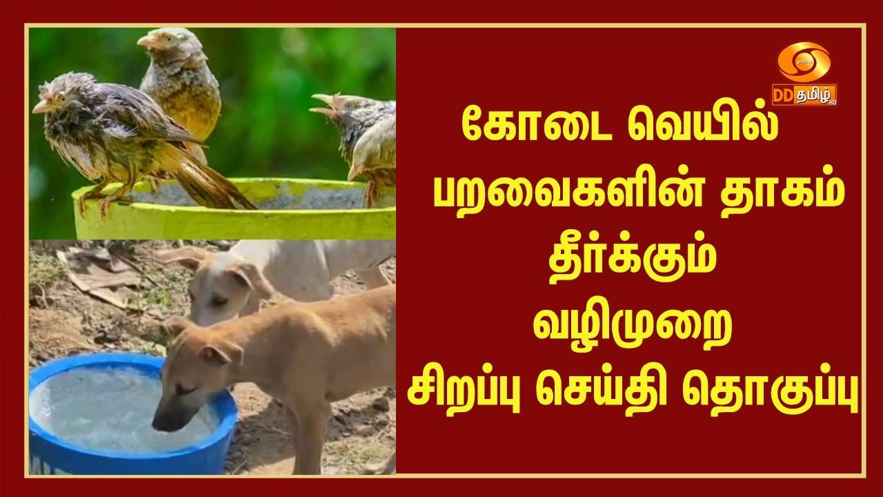 கோடை வெயில்| பறவைகளின் தாகம் தீர்க்கும் வழிமுறை - சிறப்பு செய்தி தொகுப்பு