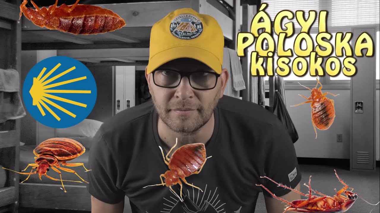 El Camino - Mindent az &aacute;gyi polosk&aacute;kr&oacute;l