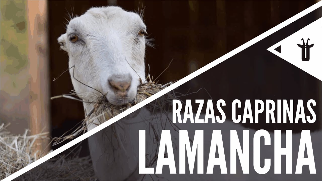 LaMancha | Razas caprinas