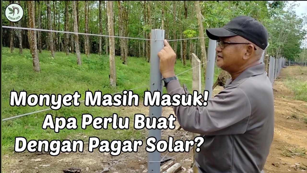 Monyet Masih Masuk! Apa Perlu Buat Dengan Pagar Solar?