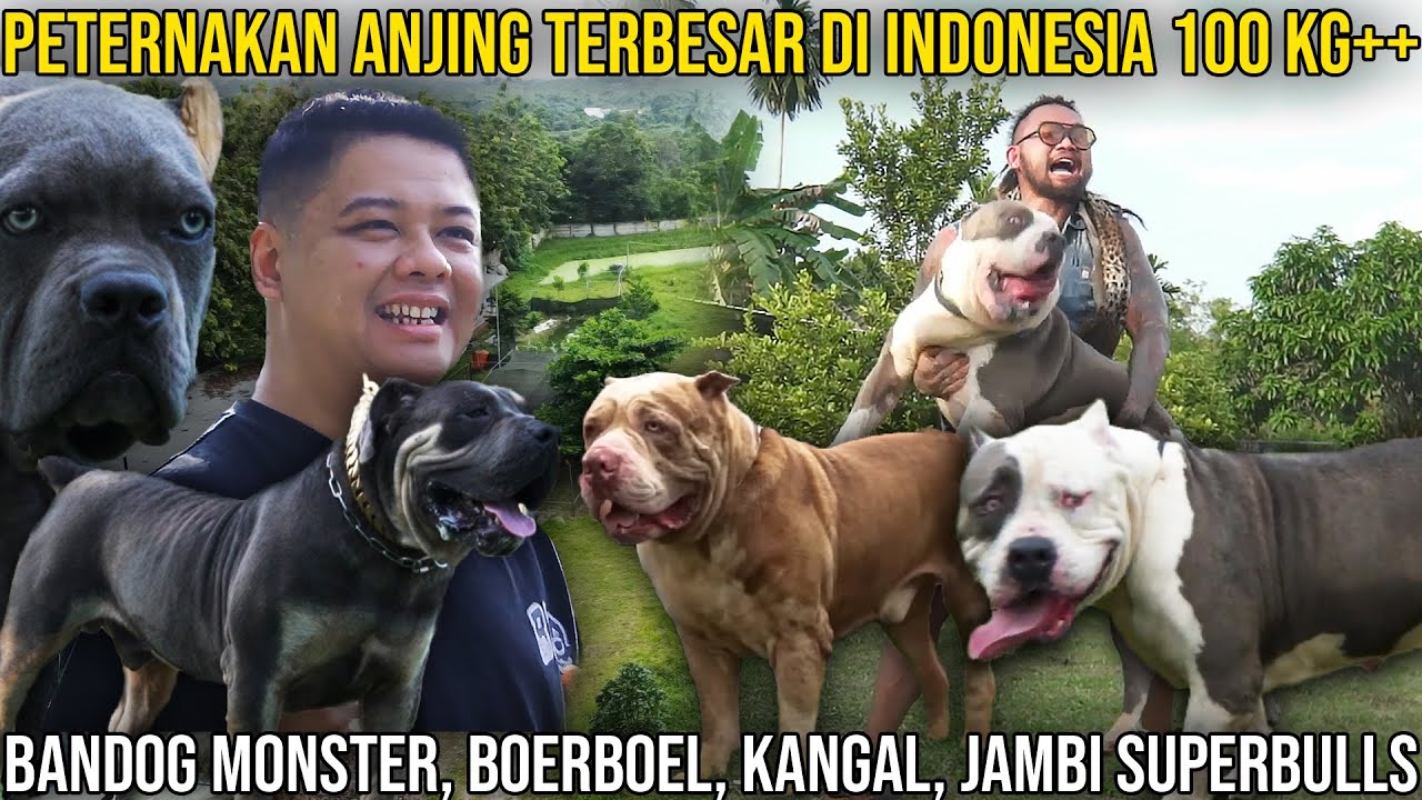 PETERNAKAN ANJING TERBESAR DI INDONESIA 100 KG++, BANDOG MONSTER, BOERBOEL, KANGAL, JAMBI SUPERBULLS