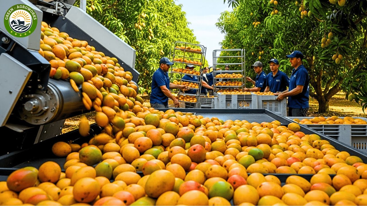 How Millions of Mangoes Are Grown and Harvested &mdash; Inside Australia&rsquo;s Mango Farming Industry