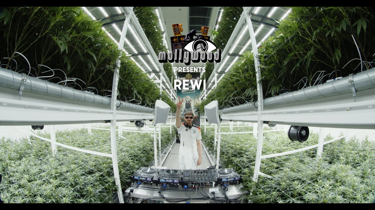 MOLLYWOOD CANNABIS PLANTAGE #6 REWI - HARDTECHNO / HARDCORE