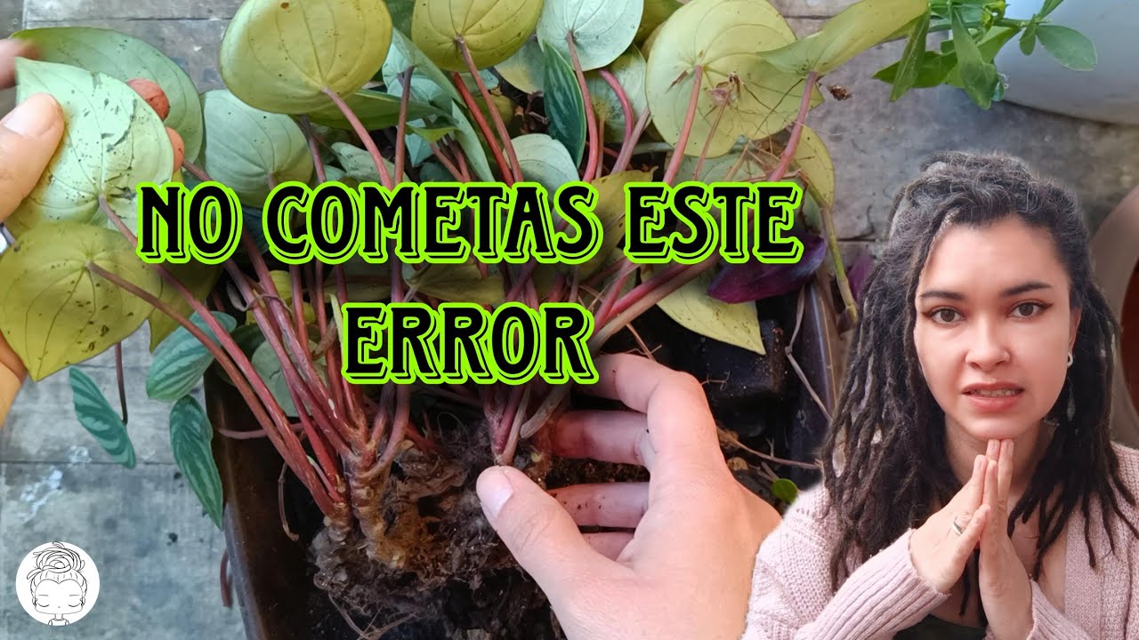 PEPEROMIA SANDÍA CASI LA PIERDO 😱