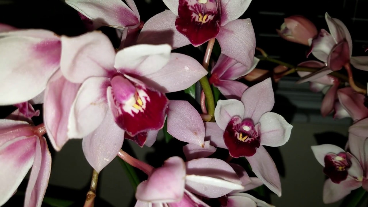 New Orchid! My first Cymbidium...
