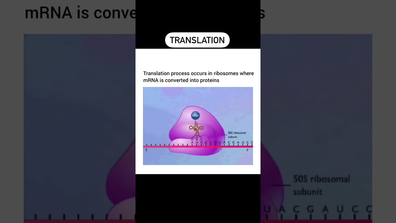 Translation process । protein synthesis।#translation।#protein।#ribosomes । #sciencequiz