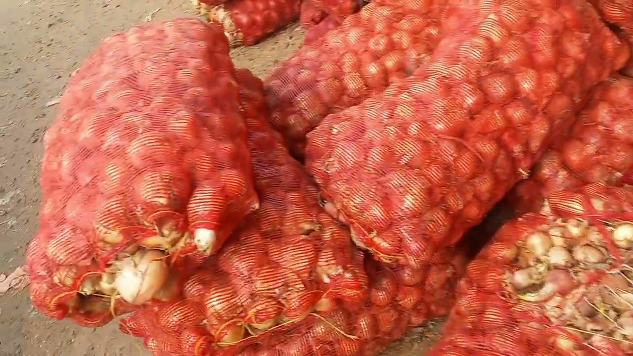 البصل بين اسعاره المنخفضه وفلسفه السوق 