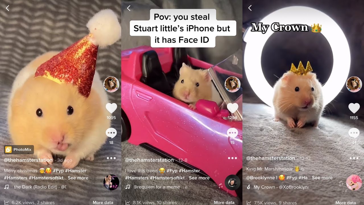 Подборка хомяков TikTok | Thehamsterstation