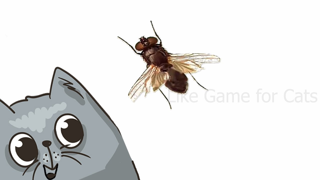 CAT GAMES | VIDEOS FOR CATS. Flying realistic fly! |1 hour.