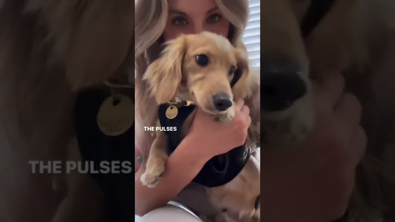 Embrace L'il Back System - How it helps dogs with IVDD