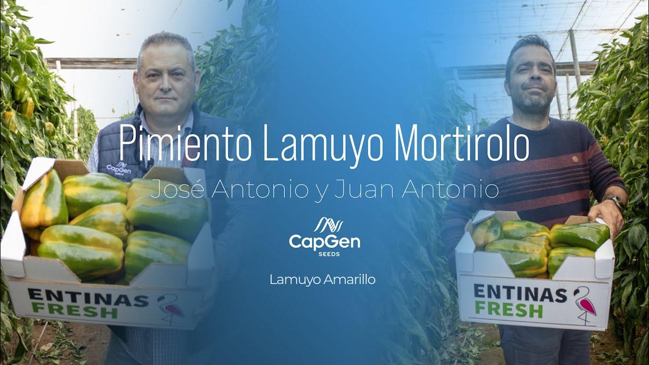 Pimiento Lamuyo Mortirolo con el agricultor Juan Antonio  | El Ejido, Almería